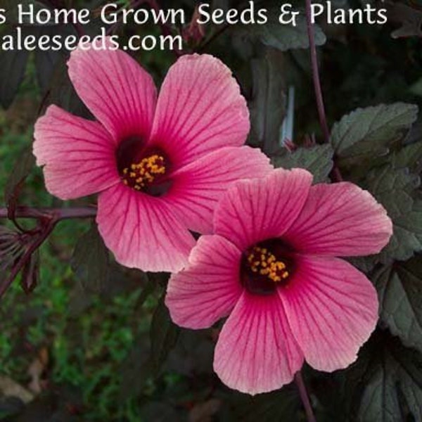 Hibiscus: False Roselle, Red-Leaf, African Rose Mallow Pink Flowers in the Fall, Annual, (Hibiscus acetosella) (15+ Seeds) From USA.