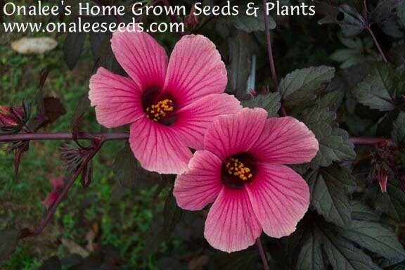 Perennial Garden Flowers Hibiscus Radiatus 15 Seeds Monarch Rosemallow Perennial Garden Flowers Hibiscus Radiatus 15 Seeds Monarch Rosemallow