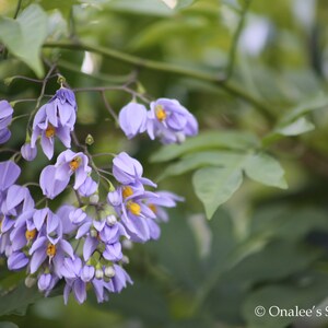 St. Vincent's Lila AKA: Jazmín italiano, Vid de patata Solanum seaforthianum 24 Seeds De EE.UU. imagen 5