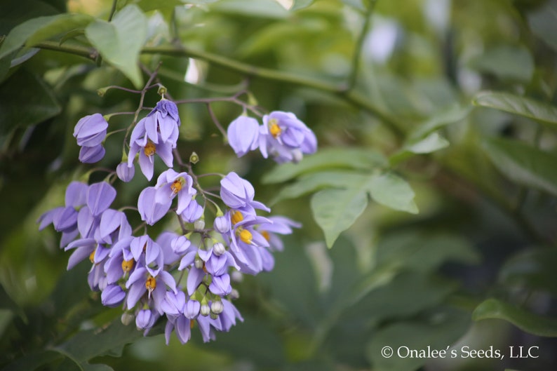 St. Vincent's Lilac AKA: Italian Jasmine, Potato Vine Solanum seaforthianum 24 Seeds From USA image 5
