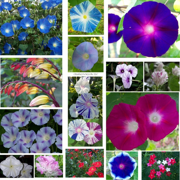 Morning Glory Potpourri Ipomoea Mix, Assorted colors, varieties, and sizes including Japanese Morning Glories and moonvines (50+ Seeds) USA