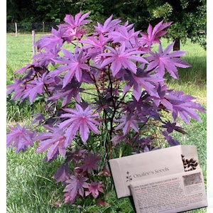 May include: A vibrant plant with large, deep purple, star-shaped leaves. The plant is in a grassy area, and a packet of seeds labeled "Onalee's Seeds" is visible. The packet contains seeds for New Zealand Deep Purple Castor Bean / Mole Bean 16+ Seeds.