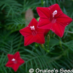 Red Cypress Hummingbird Vine, Star Glory Seeds, Ipomoea quamoclit, butterfly garden, delicate foliage, twining vine (24+ Seeds) From USA