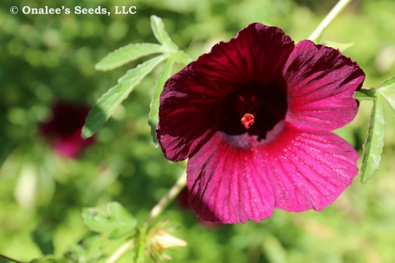 Perennial Garden Flowers Hibiscus Radiatus 15 Seeds Monarch Rosemallow Perennial Garden Flowers Hibiscus Radiatus 15 Seeds Monarch Rosemallow