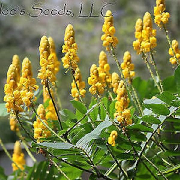 Cassia Alata / Candelsick / Candelabra Bush Seeds Butterfly garden must! Show stopper. (20+ Seeds) From the USA