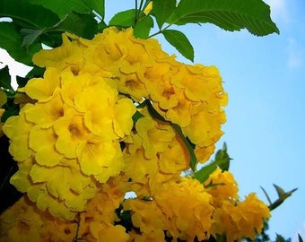 Yellow Elder AKA: Esperanza, Yellow Bells, Hardy Yellow Trumpet, Trumpet-flower, Tecoma stans (20 a 500 Seeds) De USA
