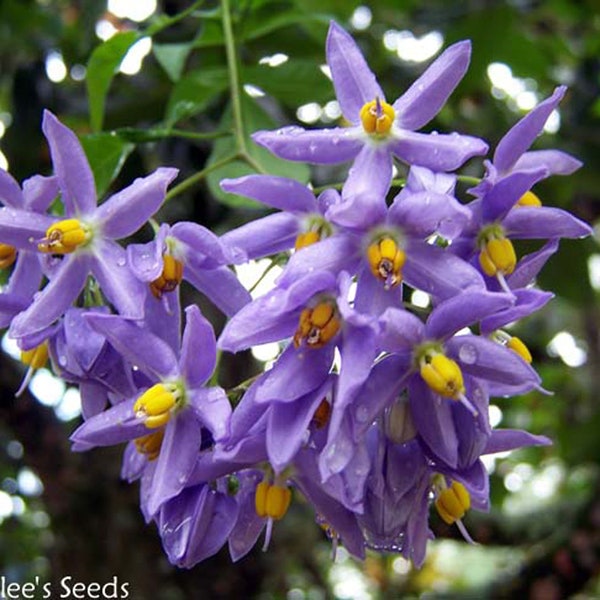 St. Vincent's Lilac AKA:  Italian Jasmine, Potato Vine (Solanum seaforthianum) (24+ Seeds) From USA