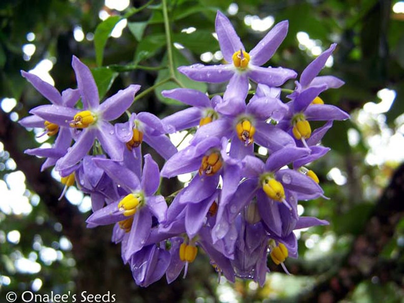 St. Vincent's Lila AKA: Jazmín italiano, Vid de patata Solanum seaforthianum 24 Seeds De EE.UU. imagen 1