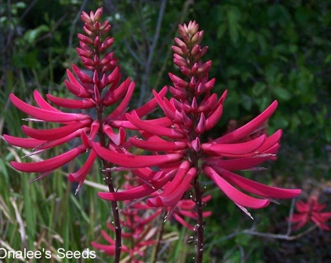 Coral Bean, Cardinal Spear or Cherokee Bean, Mamou Plant erythrina