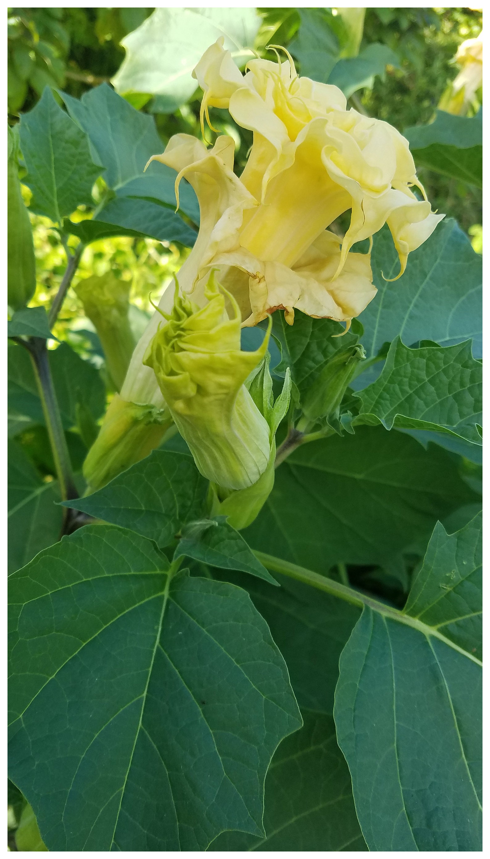 Triple Yellow Devil's Trumpet / Angel's Trumpet Etsy