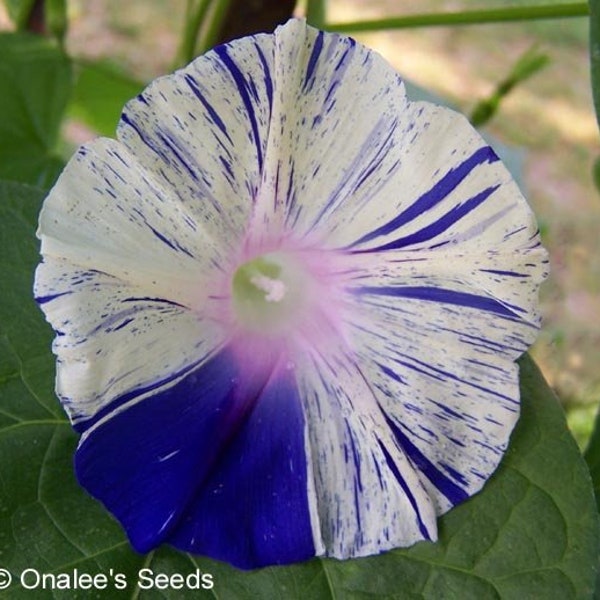 Japanese Morning Glory Seeds: Ao muraski zyouhanten shibori, Ipomoea Purpurea, Striped Purple and white,  Open Pollinated (12+ Seeds) USA