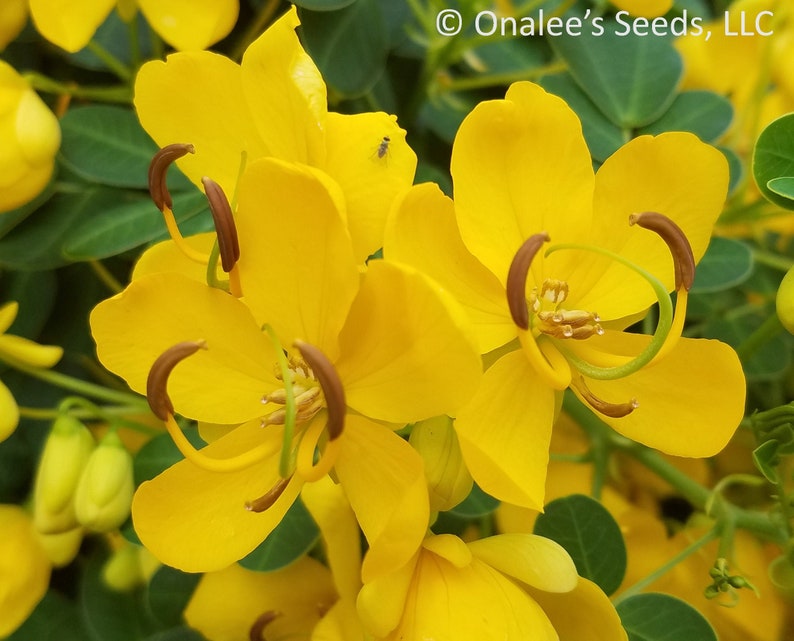 Christmas Senna, Winter Cassia Bush, Cassia bicapsularis Senna pendula Fall/Winter flowering bush. Butterfly host plant. 12 Seeds USA image 1