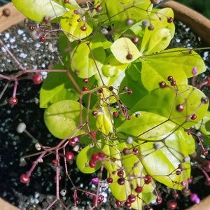Jewels of Opar ''Limon'', Limon Talinum Talinum Paniculatum Lime green foliage, small pink flowers 24 Seeds From USA image 4
