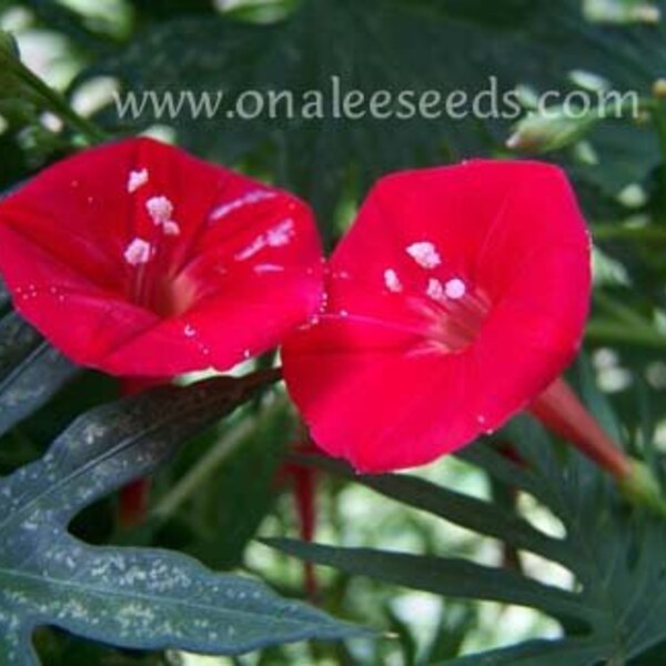 Cardinal Vine Seeds Etsy