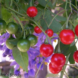 St. Vincent's Lila AKA: Jazmín italiano, Vid de patata Solanum seaforthianum 24 Seeds De EE.UU. imagen 3