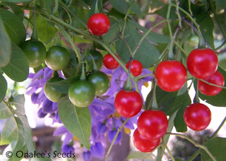 St. Vincent's Lila AKA: Jazmín italiano, Vid de patata Solanum seaforthianum 24 Seeds De EE.UU. imagen 3