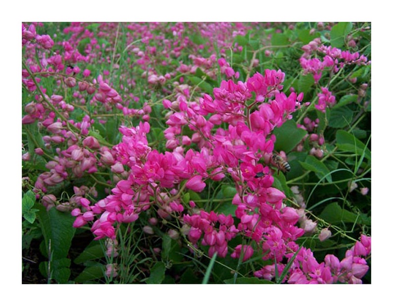 Onalee's Seeds Coral Vine Seeds - Thumbnail 3