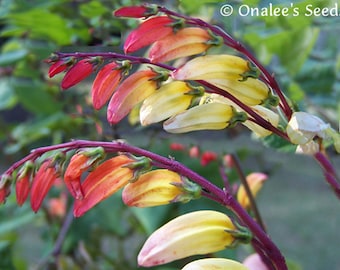 Flower Spanish Flag Exotic Love 40 seeds Mina Lobata Ipomoea Flower Spanish Flag Exotic Love 40 seeds Mina Lobata Ipomoea