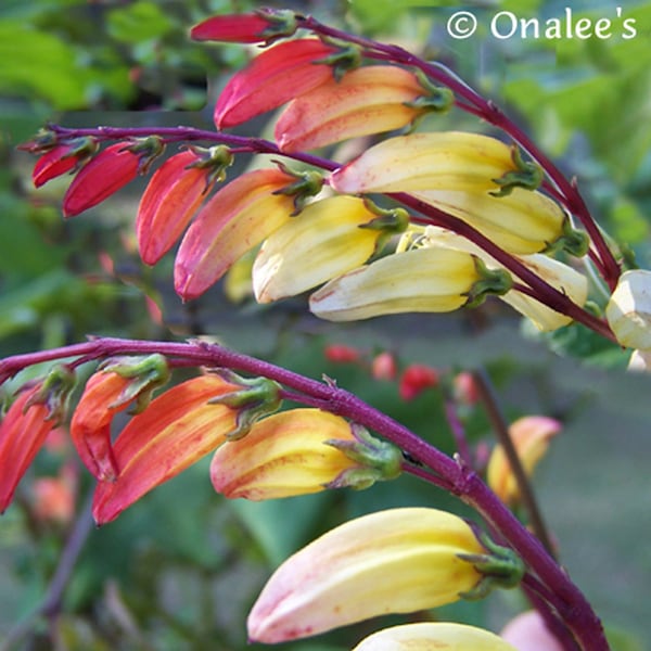 Exotic Love Vine, Spanish Flag, Firecracker Vine Seeds (Ipomoea lobata, Mina Lobata) Colorful, vigorous bloomer. Full sun. (12+ Seeds) USA