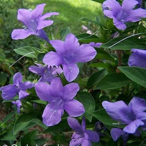 Philippine Violet Barleria cristata, Hardy shrub, fall blooming, lavender blooms. 10 Seeds From USA image 3