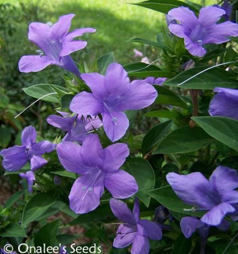 Philippine Violet Barleria cristata, Hardy shrub, fall blooming, lavender blooms. 10 Seeds From USA image 3