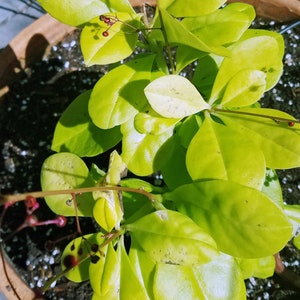 Jewels of Opar ''Limon'', Limon Talinum Talinum Paniculatum Lime green foliage, small pink flowers 24 Seeds From USA image 2