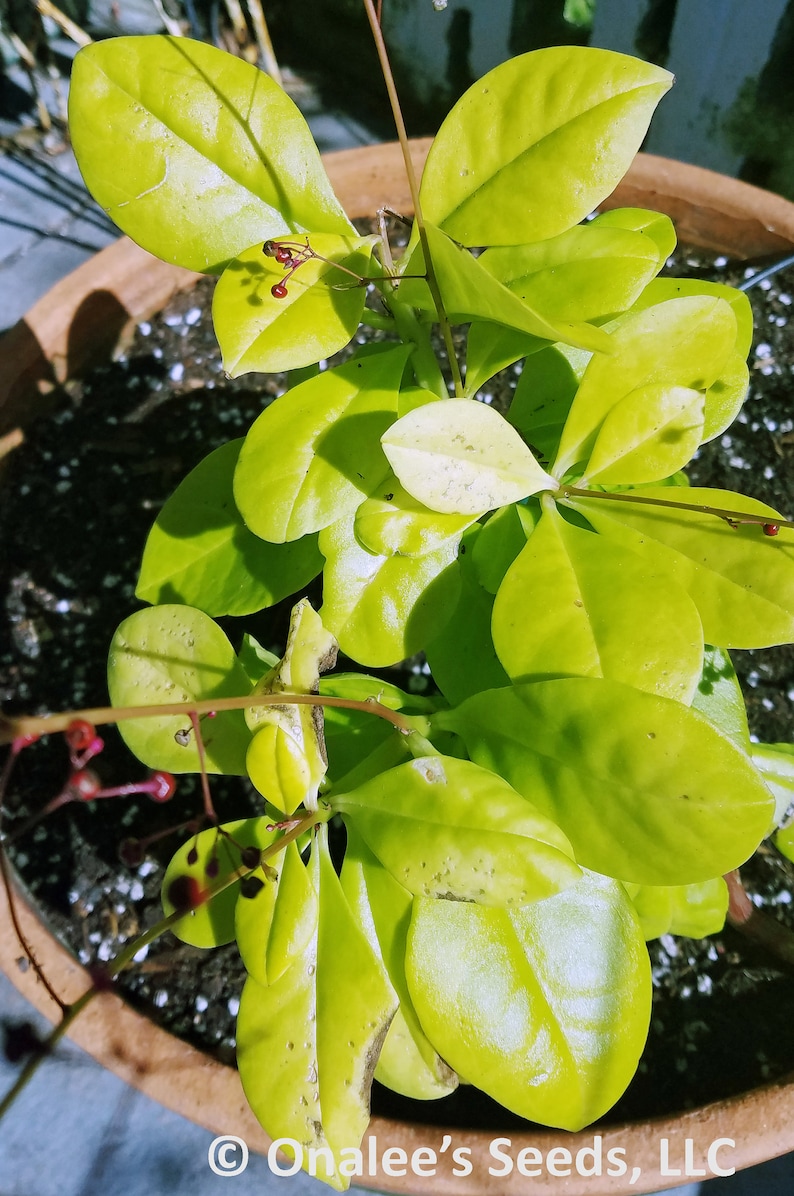 Jewels of Opar ''Limon'', Limon Talinum Talinum Paniculatum Lime green foliage, small pink flowers 24 Seeds From USA image 2