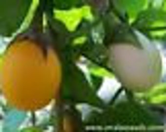 24+ Ornamental/Wonder Egg Plant/Easter Egg Plant Seeds Full sun heat lover, easy