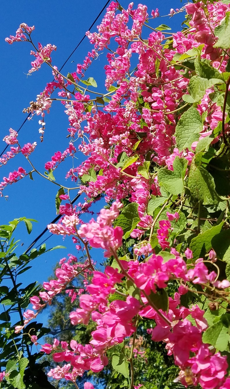 Onalee's Seeds Coral Vine Seeds - Thumbnail 4
