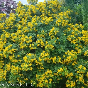 Christmas Senna, Winter Cassia Bush, Cassia bicapsularis Senna pendula Fall/Winter flowering bush. Butterfly host plant. 12 Seeds USA image 2