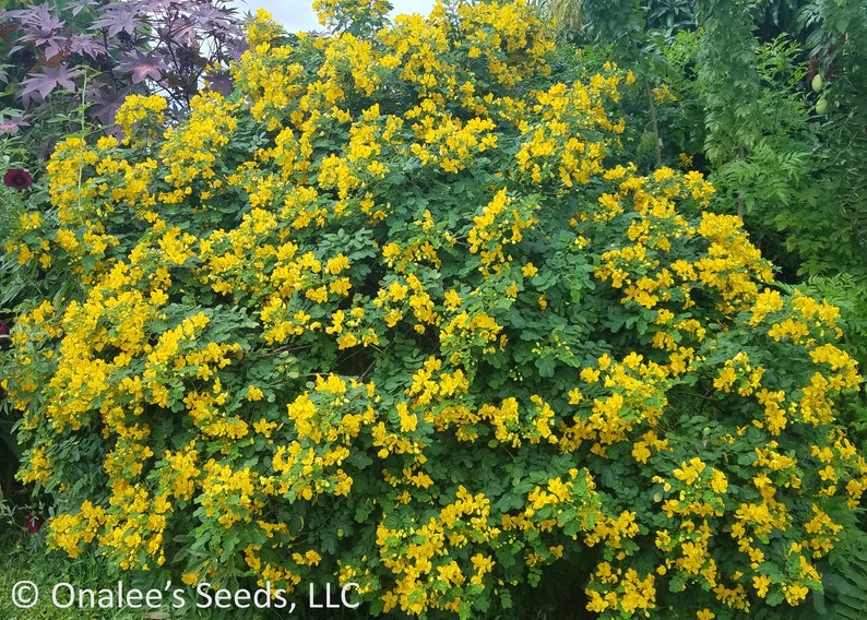 Christmas Senna, Winter Cassia Bush, Cassia bicapsularis Senna pendula Fall/Winter flowering bush. Butterfly host plant. 12 Seeds USA image 2