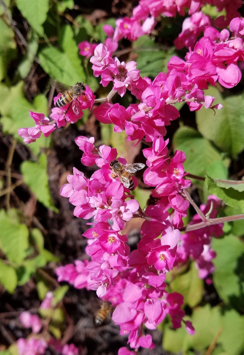 Onalee's Seeds Coral Vine Seeds