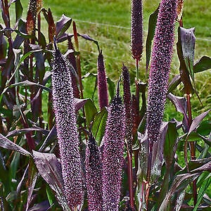 50+ Purple Majesty Millet -Black Ornamental Grass, Birds, Full Sun, Heat lover