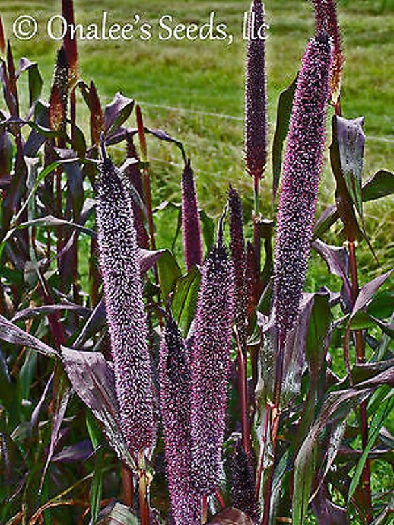 50 Purple Majesty Millet black Ornamental Grass Birds Full Sun