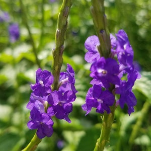 Blue Porterweed, Stachytarpheta urticifolia, Seeds Butterfly Garden Favorite. Pollinators LOVE it!  (24+ Seeds) From USA