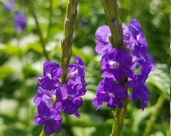 Blue Porterweed, Stachytarpheta urticifolia, Seeds Butterfly Garden Favorite. Pollinators LOVE it!  (24+ Seeds) From USA