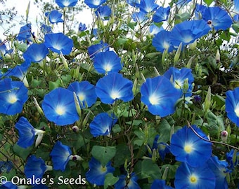 Heavenly Blue Morning Glory SEEDS Ipomoea Tricolor Easy to grow vine.  (36+ Seeds)   From USA.