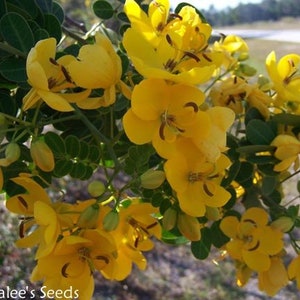 Christmas Senna, Winter Cassia Bush, Cassia bicapsularis Senna pendula Fall/Winter flowering bush. Butterfly host plant. 12 Seeds USA image 4