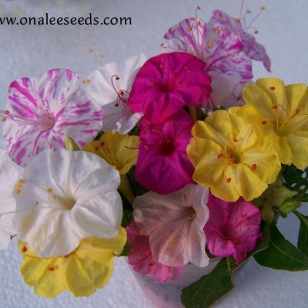 Four O'clock's Mixed Colors,  Marvel of Peru Seeds. (Mirabilis jalapa). Some of every color. Fragrant night blooming bushes. (24+ Seeds) USA