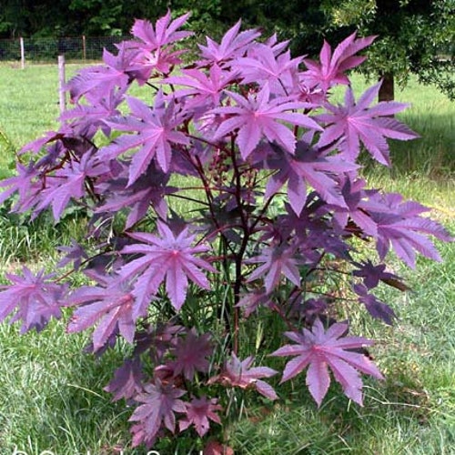 Castor Bean -Deep Purple- New Zealand Purple, Tropical Look, Fast Growing - Ricinus Communis, (16+ Seeds) Grown in and Shipped from USA!