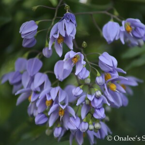 St. Vincent's Lilac AKA: Italian Jasmine, Potato Vine Solanum seaforthianum 24 Seeds From USA image 6