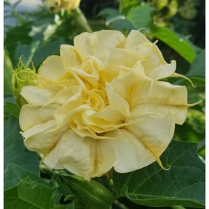 Triple Yellow Devil&#39;s Trumpet / Angel&#39;s Trumpet, Datura Metel, Fragrant Bush. Sun lover, Drought Tolerant. (24+ Seeds) From USA