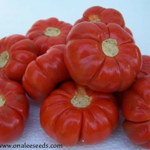 WICKEDLY BEAUTIFUL Ruffled Red Pumpkin Tree Seeds,  Solanum Integrifolium, Sun and heat lover. Cut flowers, Fall decor. (24+ Seeds) USA