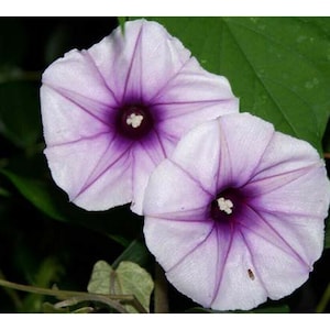 Lavender Moonvine, Moonflower Vine (Ipomoea turbinata) (10+ Seeds) FROM USA!