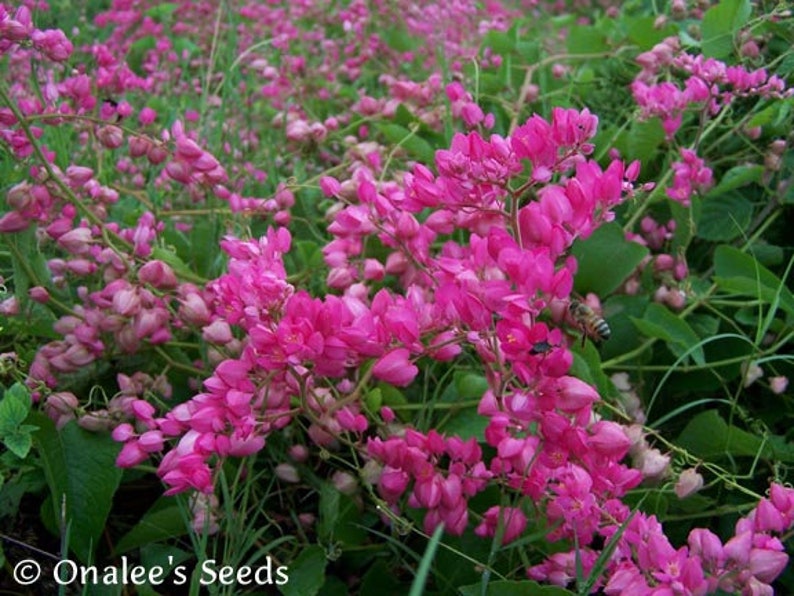 Onalee's Seeds Coral Vine Seeds - Thumbnail 2