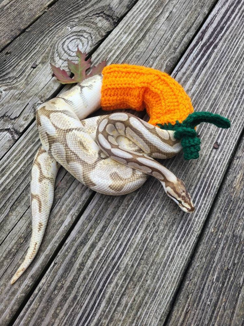 Pumpkin Snake Costume Snake Sweater Halloween Ball Python - Etsy
