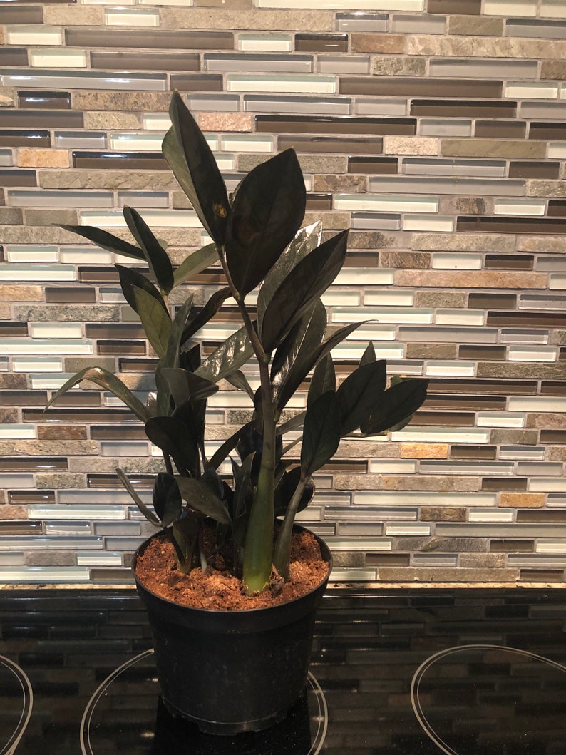 ZZ Raven Tropical House Plants Easy to grow full grown Etsy