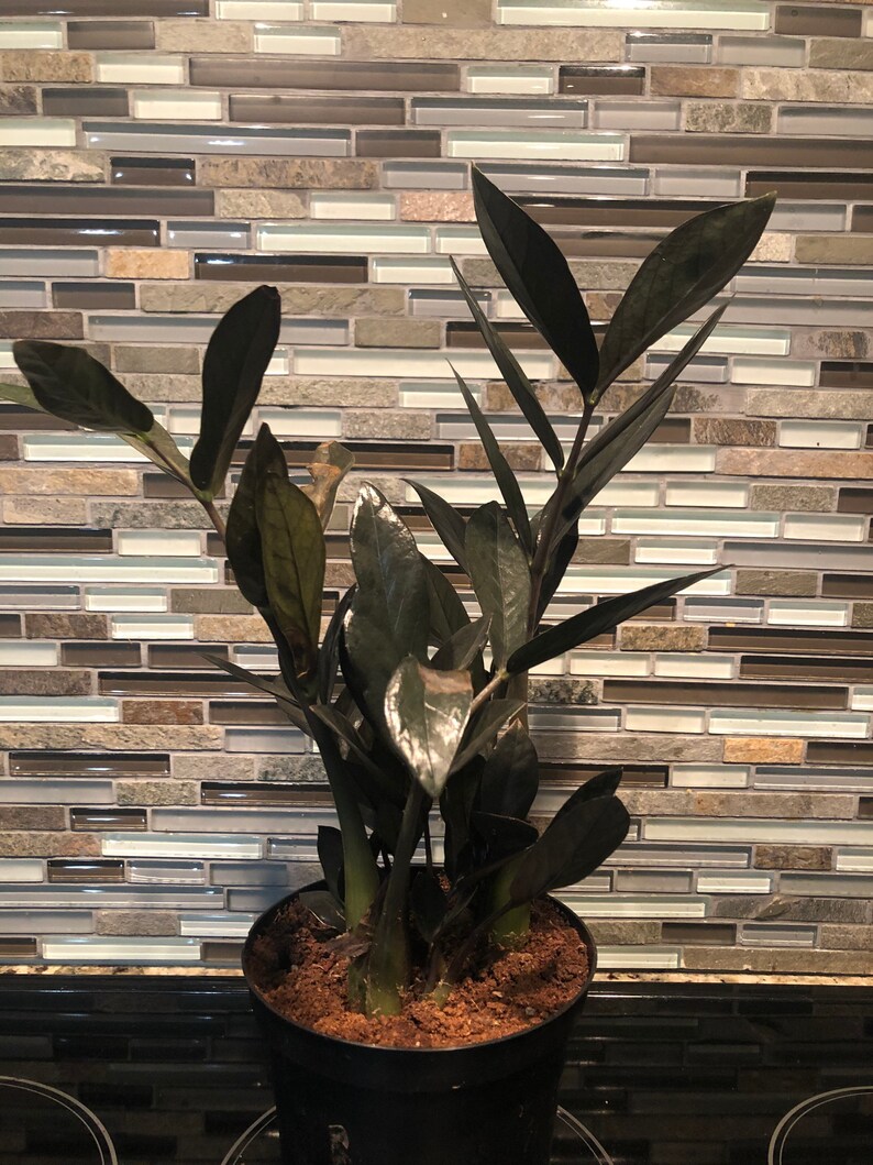 ZZ Raven Tropical House Plants Easy to grow full grown Etsy