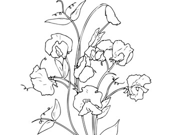 Free Free 201 Sweet Pea Svg SVG PNG EPS DXF File