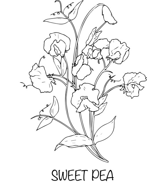Free Free Sweet Pea Svg 651 SVG PNG EPS DXF File